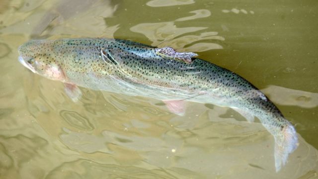 Радужная форель