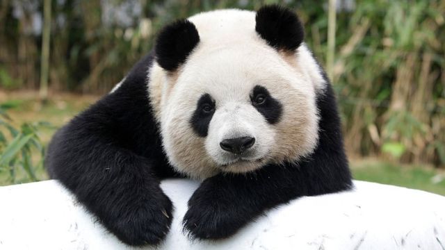 El panda gigante chino Ai Bao descansa en el parque Everland el 7 de abril de 2016 en Yongin, Corea del Sur.