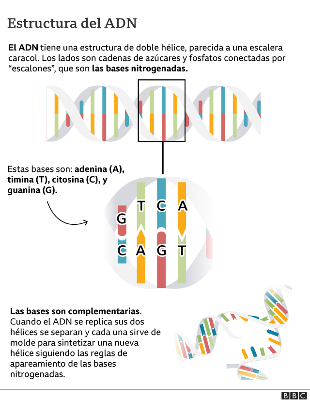 Gráfico sobre la estructura del ADN