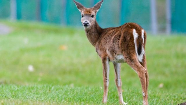 வெள்ளை வால் மான்