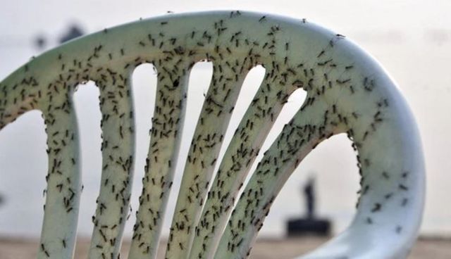 Una silla llena de insectos.