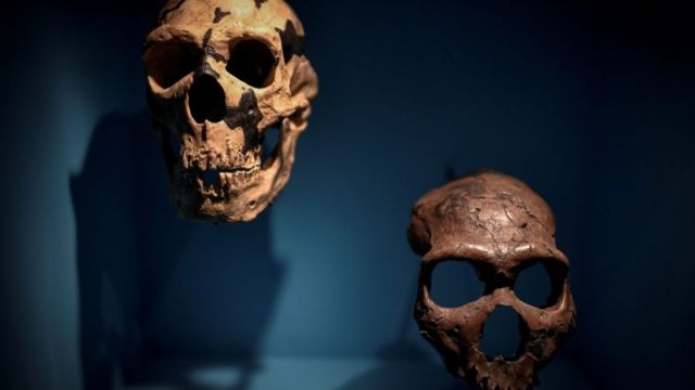 Exhibición de cráneos homínidos en París, Francia.