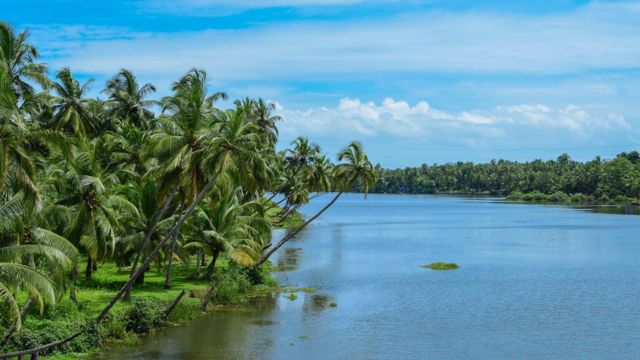 தென்னை மரம்