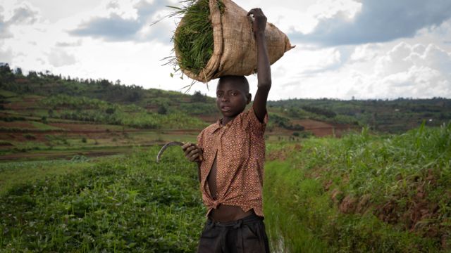 Un garçon de 13 ans coupe de l'herbe pour nourrir les vaches de ses parents ,dans le district de Rulindo, dans la province du nord du Rwanda - novembre 2020