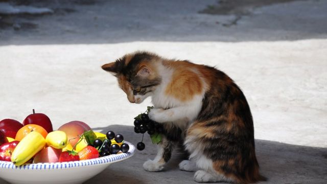 Un gato junto a una cesta de frutas.