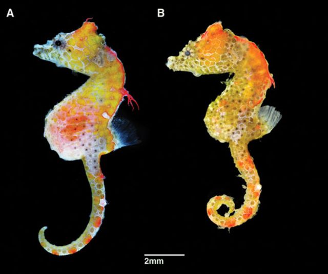 Comparación entre dos especies de caballitos de mar pigmeos, Hippocampus japapigu e Hippocampus pontohi