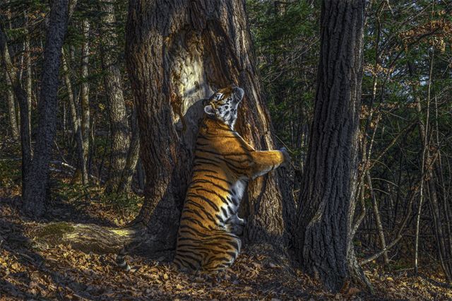 Khám phá thế giới đầy màu sắc của động vật hoang dã thông qua bức ảnh đẹp và sống động. Những hình ảnh đầy sức sống này sẽ mang đến cho bạn những trải nghiệm khó quên khi ngắm nhìn chúng trong tự nhiên.