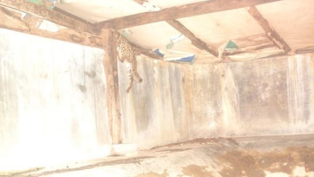 গোপন ক্যামেরায় ধারণকৃত চিতা বিড়ালের ছবি