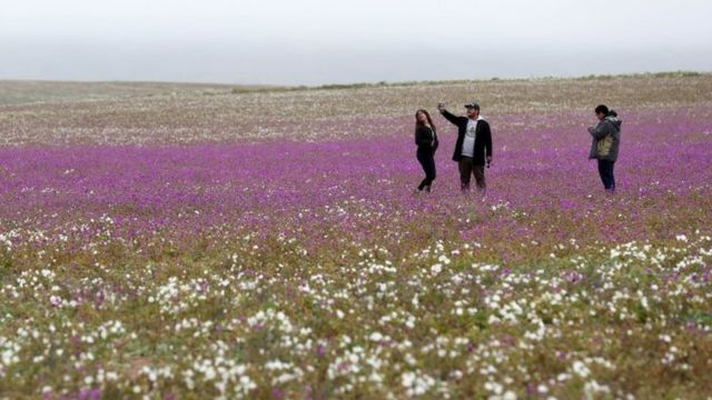 People take pictures of the flowers in the Atacama Desert, Chile, 22 August 2017.