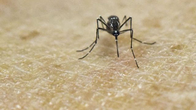 Iyi ni ifoto y'umubu wo mu bwoko bwa Aedes Aegypti uri ku mubiri w' umuntu muri laboratware ya 'International Training and Medical Research Training Center (CIDEIM) i Cali, muri Colombia.