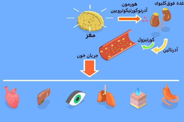 فیزیولوژی جنگ‌وگریز