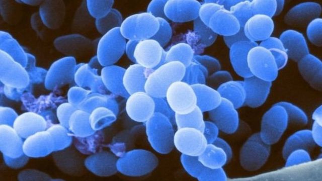 دراسة علمية تتوصل إلى أن البكتيريا في الجسم تلعب دورا كبيرا في صحة الإنسان