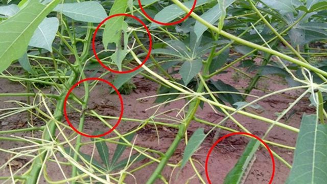 Àwòran kokoro tuntun fall armyworm