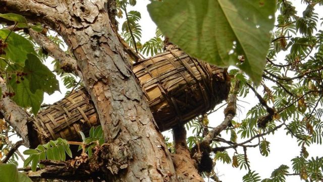 埃塞俄比亚奇观：挂在树顶上的蜂箱- BBC 英伦网