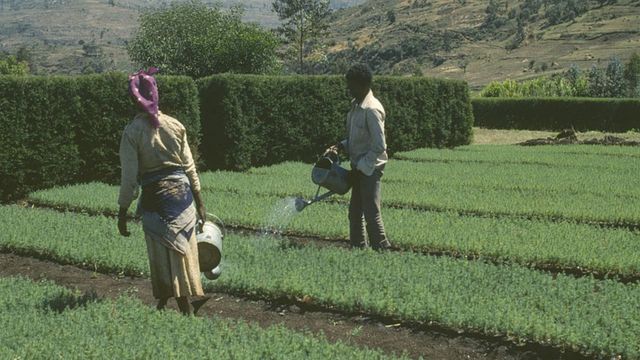የግብርና ሰራተኞች ችግኞችን ሲንከባከቡ