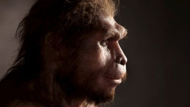 Homo erectus
