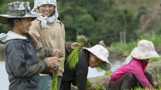 Thị trường gạo vì thế vẫn như thời bao cấp, doanh nghiệp nhà nước độc quyền thu mua và xuất cảng
