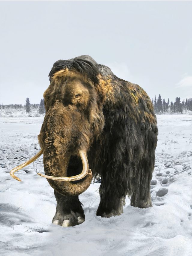 Ilustração de mamute