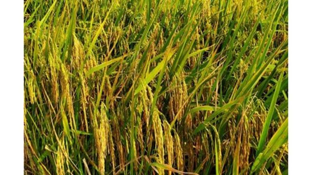 হীরা ধান