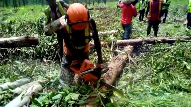 Trabajadores forestales en Mozambique talando árboles jóvenes en una plantación de eucalipto.