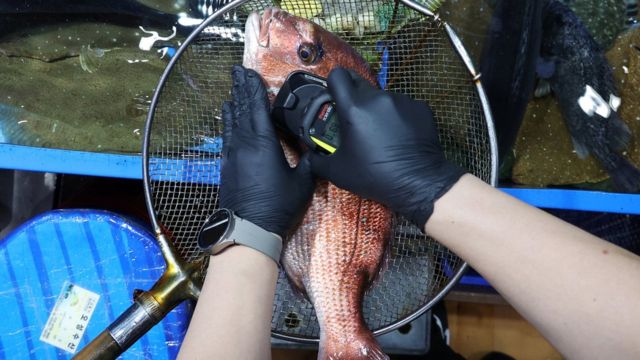 韩国首尔鹭梁津水产市场官员检测渔获辐射量（6/7/2023）