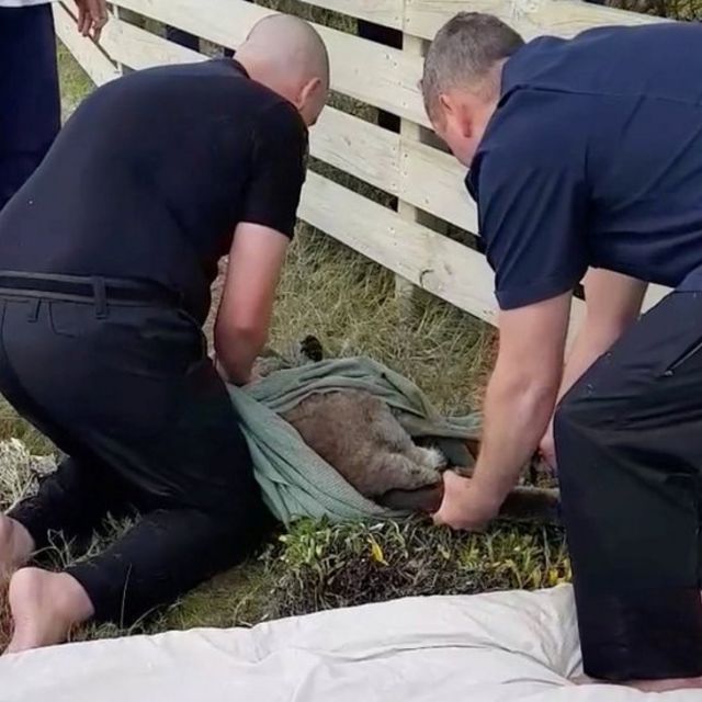 Police officers wrap the kangaroo in a blanket after rescuing it in Safety Beach, Victoria