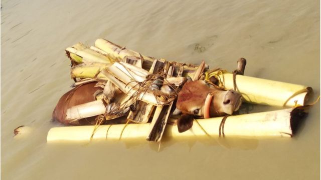 বিএসএফ বলছে, গলায় কলাগাছ বেঁধে নদীতে ভাসিয়ে দিয়ে চলছে ভারত থেকে গরুপাচার