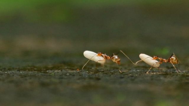 யெல்லோ கிரேஸி எறும்புகள்