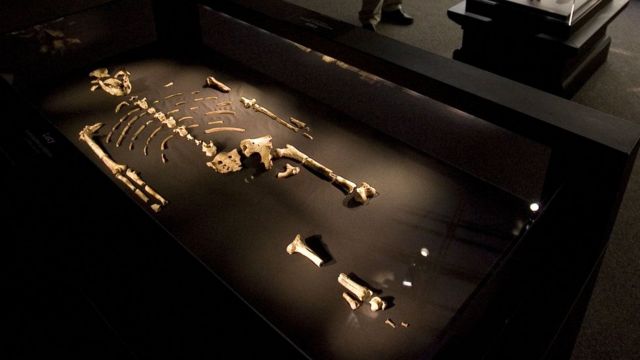 Mẫu xương hóa thạch 'lucy' australopithecus afarensis
