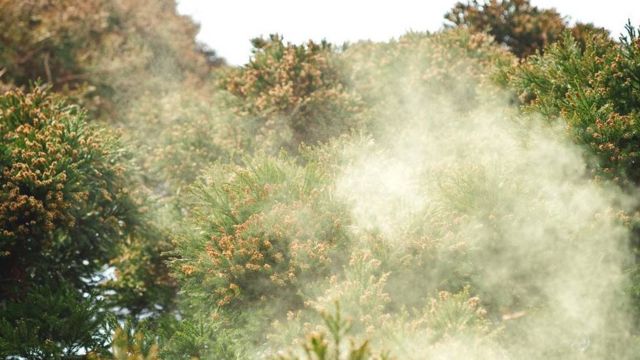 In spring, cedar trees release large amounts of pollen to form a cloud