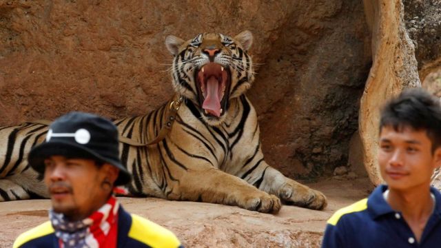ワットパールアンタブア寺院から搬送される前にあくびをするトラ