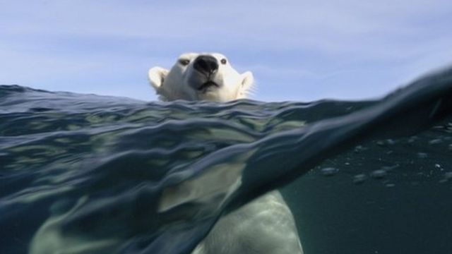 Urso polar nada no oceano