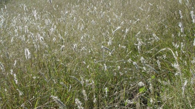 Grass food crops facing climate change challenge