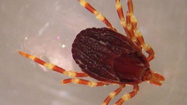 وزارت بهداشت افغانستان مراقب شیوع تب کریمه کنگو در عید قربان باشید Bbc News فارسی