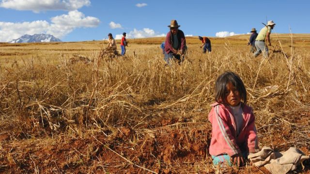 Campesinos trabajando en el trigo en Perú.