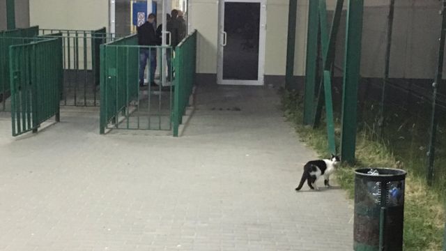 Кіт на митниці