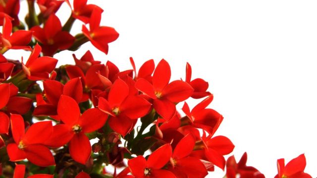 Kalanchoe