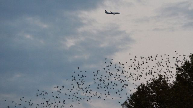 Birds wey dey fly under aircraft