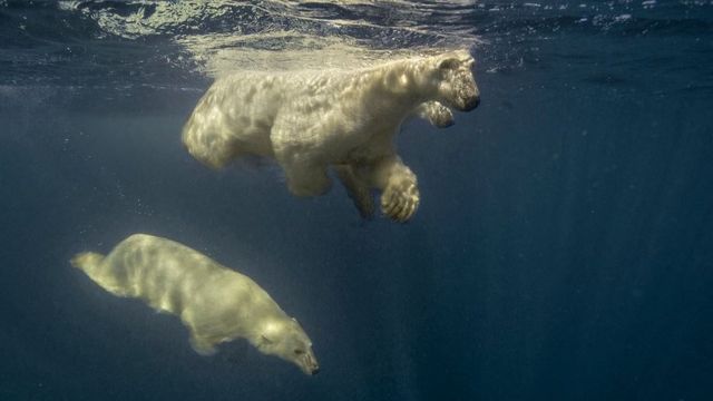 Três ursos polares na Baía de Hudson, no Ártico