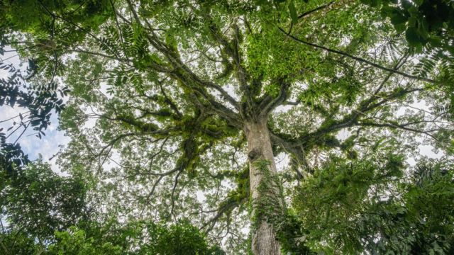 Árvores na Amazônia vistas a partir do chão