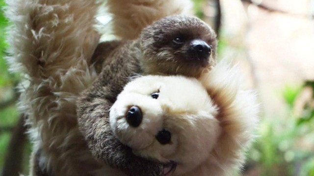 baby sloth teddy bear