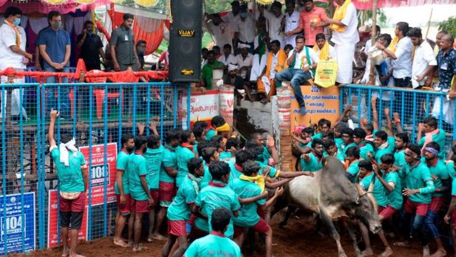 ஜல்லிக்கட்டு