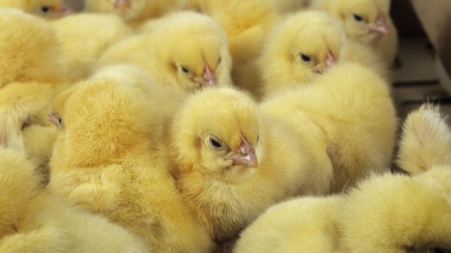 动物保护组织称英国每年有数以百万的雄性小鸡惨遭杀戮。(photo:BBC)