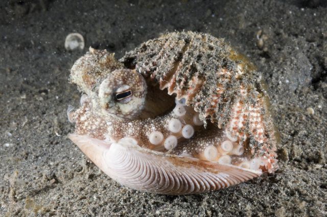 Coconut Octopus hiding in a shell, North Sulawesi, Indonesia