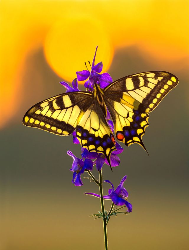 Mariposa al atardecer
