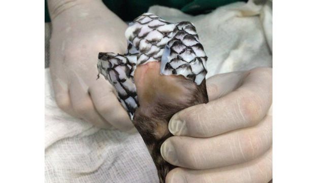 Filhote de anta sendo tratado com pele de tilápia