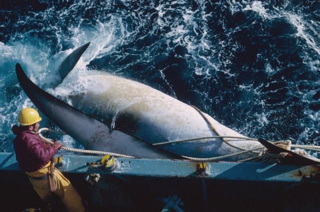 Japanese Whaling