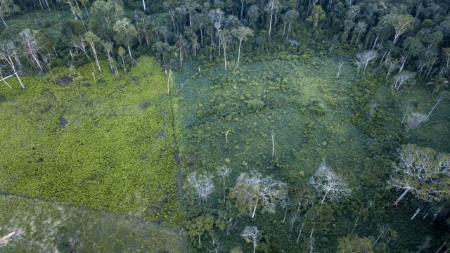 Área de floresta desmatada no Acre