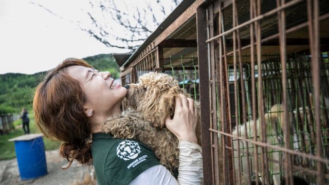 Áp lực dư luận với trang trại nuôi chó thịt Hàn Quốc  VnExpress