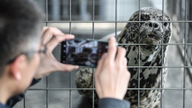 A man takes photos of a spotted seal to be released back into the wild on 11 April, 2019 in Dalian, China